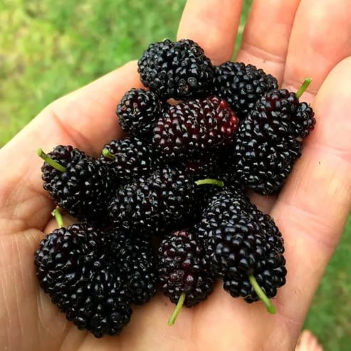 Mulberry 'Black' - Ladybird Nursery