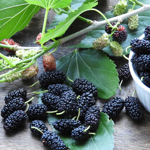 Mulberry 'Black'
