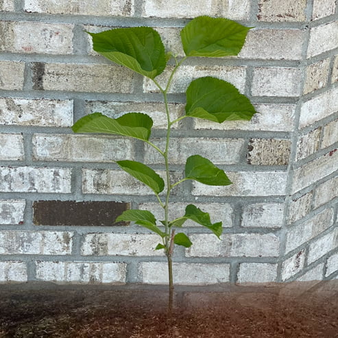 Dwarf Mulberry Hicks Fancy Fruit Tree – Buy Now! – Ladybird Nursery