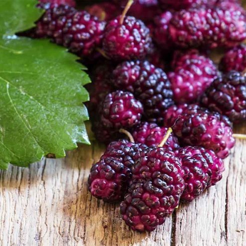 Dwarf Mulberry Hicks Fancy Fruit Tree – Buy Now! – Ladybird Nursery