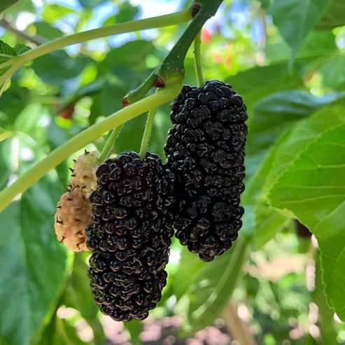 Dwarf Mulberry Hicks Fancy
