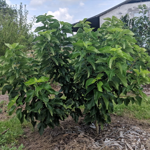 Dwarf Mulberry Majestic Advanced