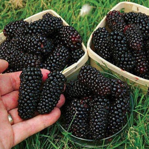 Dwarf Mulberry Majestic Advanced