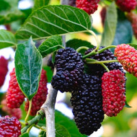 Dwarf Mulberry Majestic Advanced