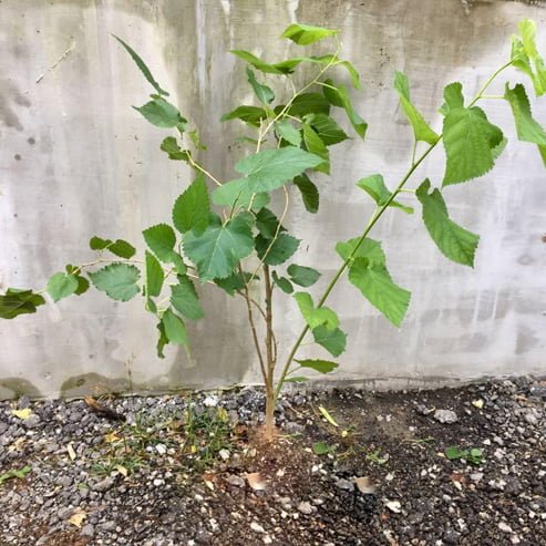 Mulberry Lena - Ladybird Nursery
