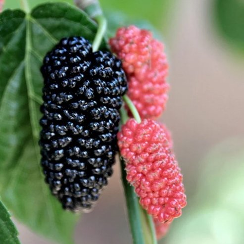 Mulberry Lena - Ladybird Nursery