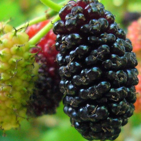 Mulberry Lena - Ladybird Nursery