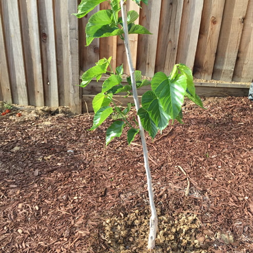 Mulberry Pakistan Black