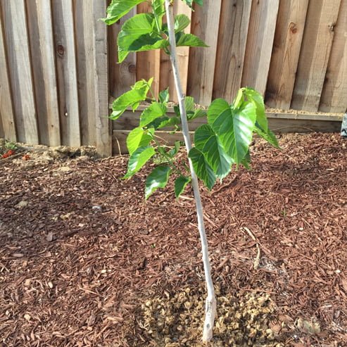 Mulberry Pakistan Black - Ladybird Nursery