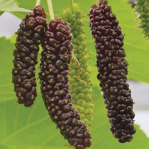 Mulberry Pakistan Black - Ladybird Nursery
