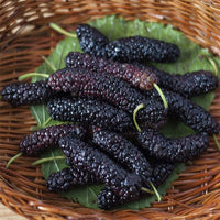Mulberry Pakistan Black - Ladybird Nursery