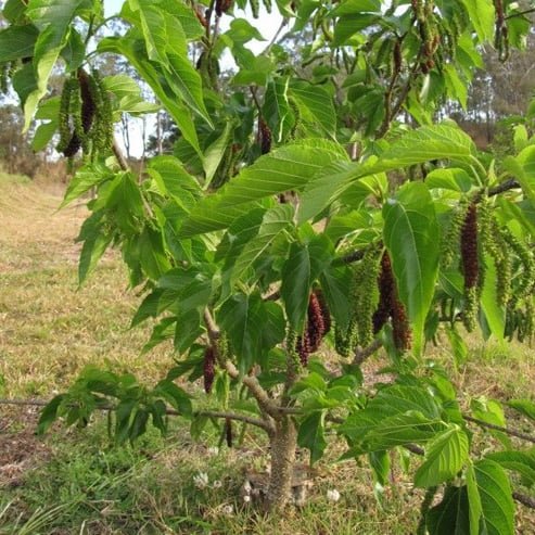 Dwarf Mulberry Red Shahtoot - Ladybird Nursery