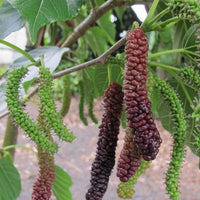Mulberry Red Shahtoot (Pakistan)