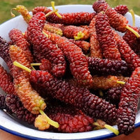 Dwarf Mulberry Red Shahtoot - Ladybird Nursery