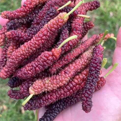 Mulberry Red Shahtoot (Pakistan)