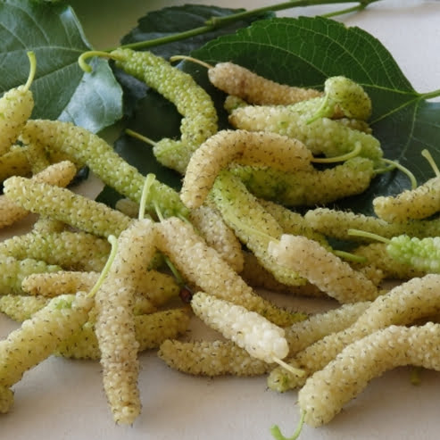 Mulberry White Shahtoot