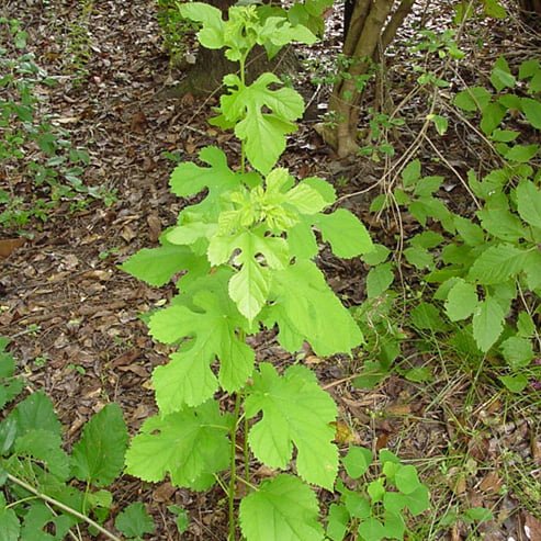 Mulberry White - Ladybird Nursery