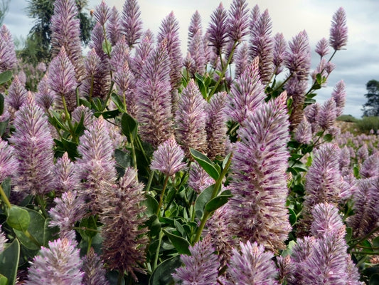 Mulla Mulla Joey (Ptilotus exaltatus)