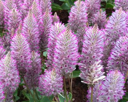 Mulla Mulla Joey (Ptilotus exaltatus)