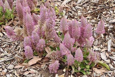 Mulla Mulla Phoenix (Ptilotus exaltatus)