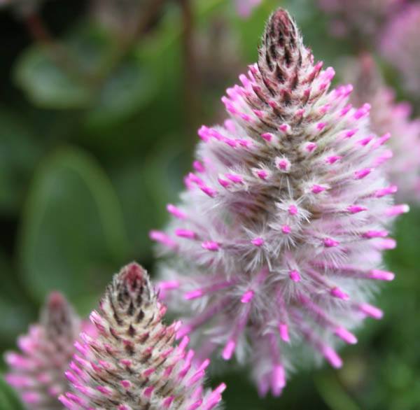 Mulla Mulla Phoenix (Ptilotus exaltatus)