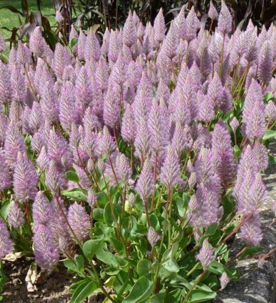 Mulla Mulla Phoenix (Ptilotus exaltatus)