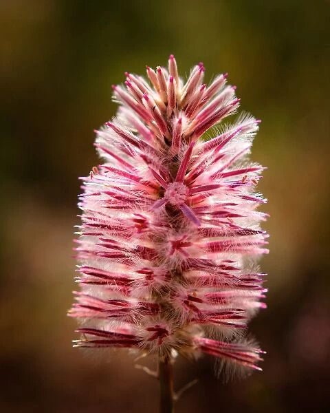 Mulla Mulla Phoenix (Ptilotus exaltatus) - Ladybird Nursery