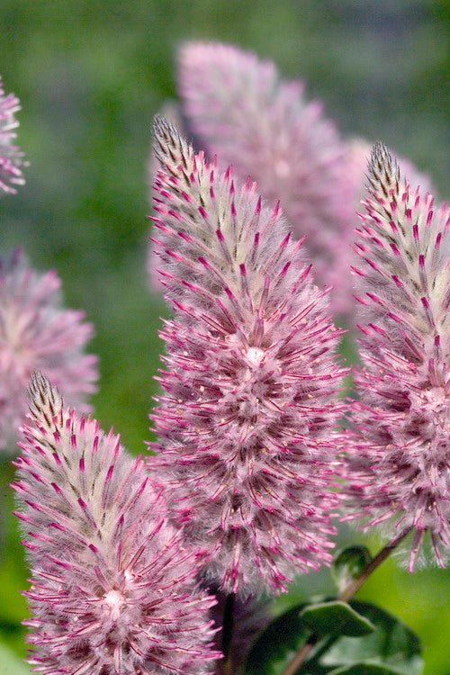 Mulla Mulla Phoenix (Ptilotus exaltatus) - Ladybird Nursery