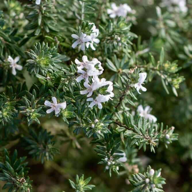 Coastal Rosemary MUNDI™ (Westringia fruticosa)