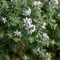 Coastal Rosemary MUNDI™ (Westringia fruticosa)