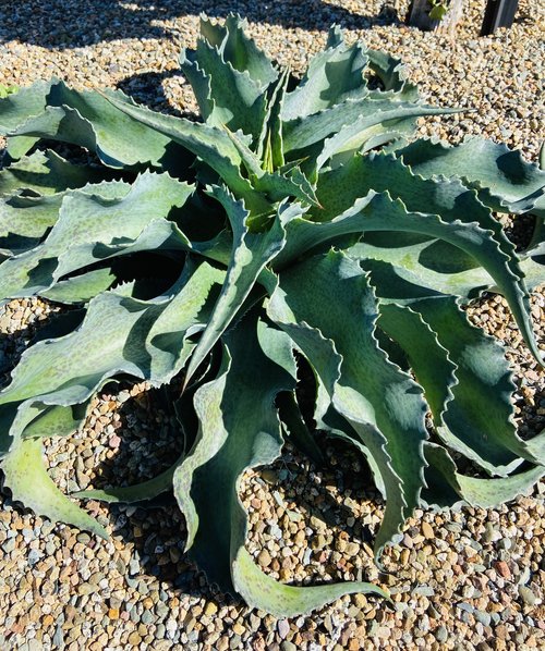 Mungave Falling Waters