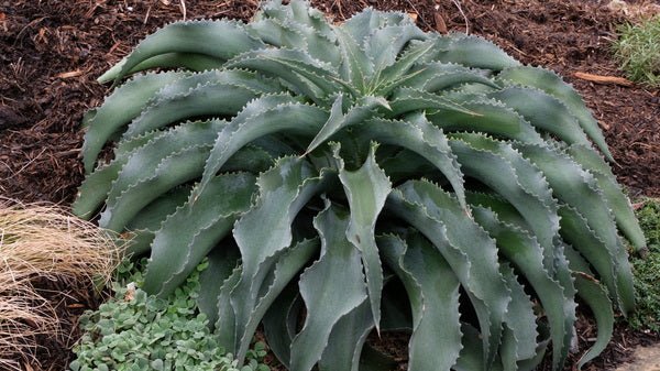 Mungave Falling Waters