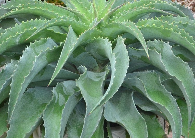 Mungave Falling Waters