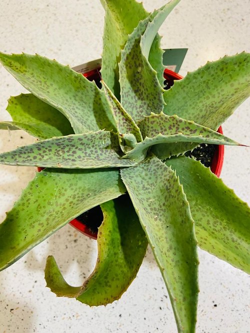 Mungave Falling Waters