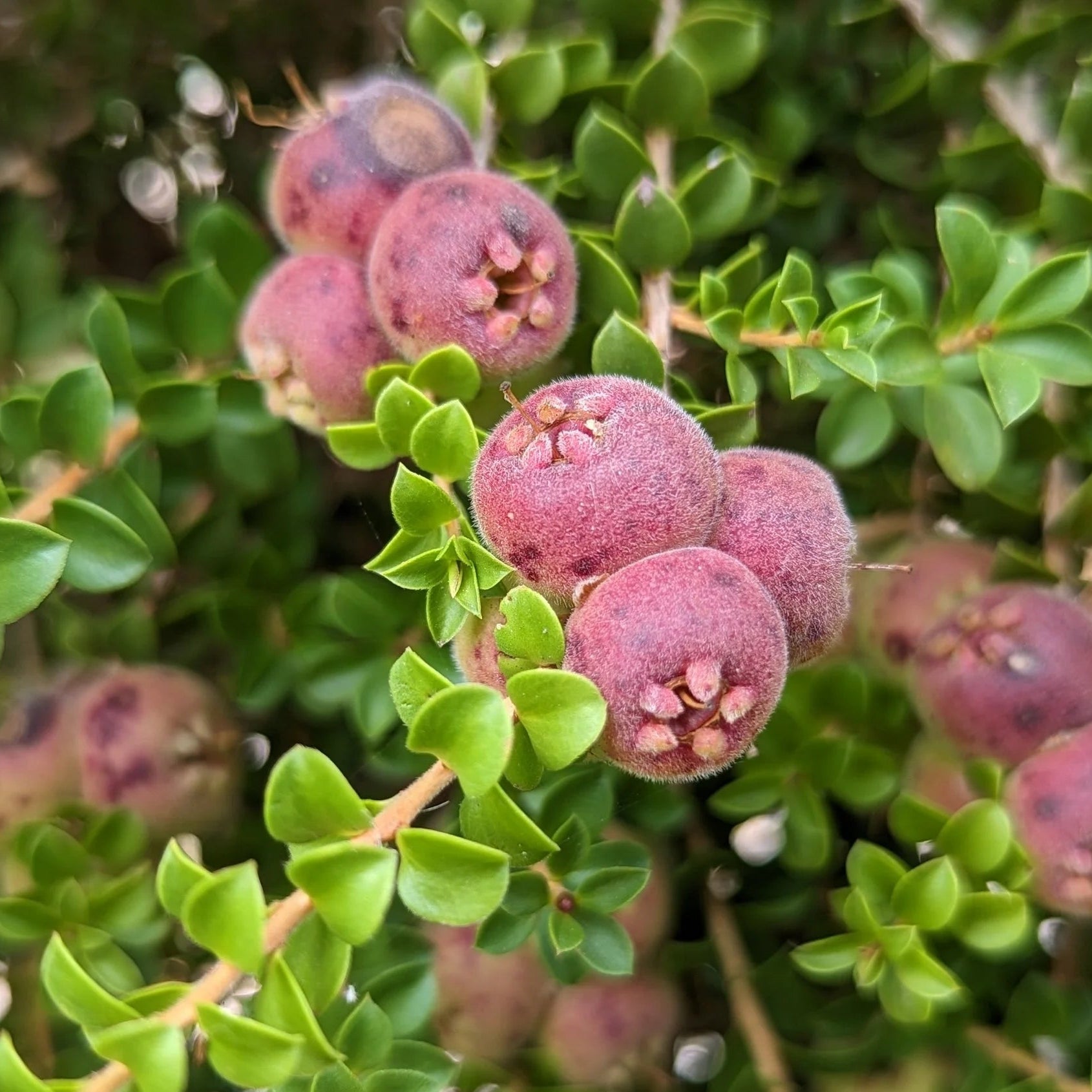 Muntrie Berry (Kunzea pomifera) - Ladybird Nursery