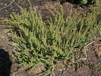 Muntrie Berry (Kunzea pomifera) - Ladybird Nursery