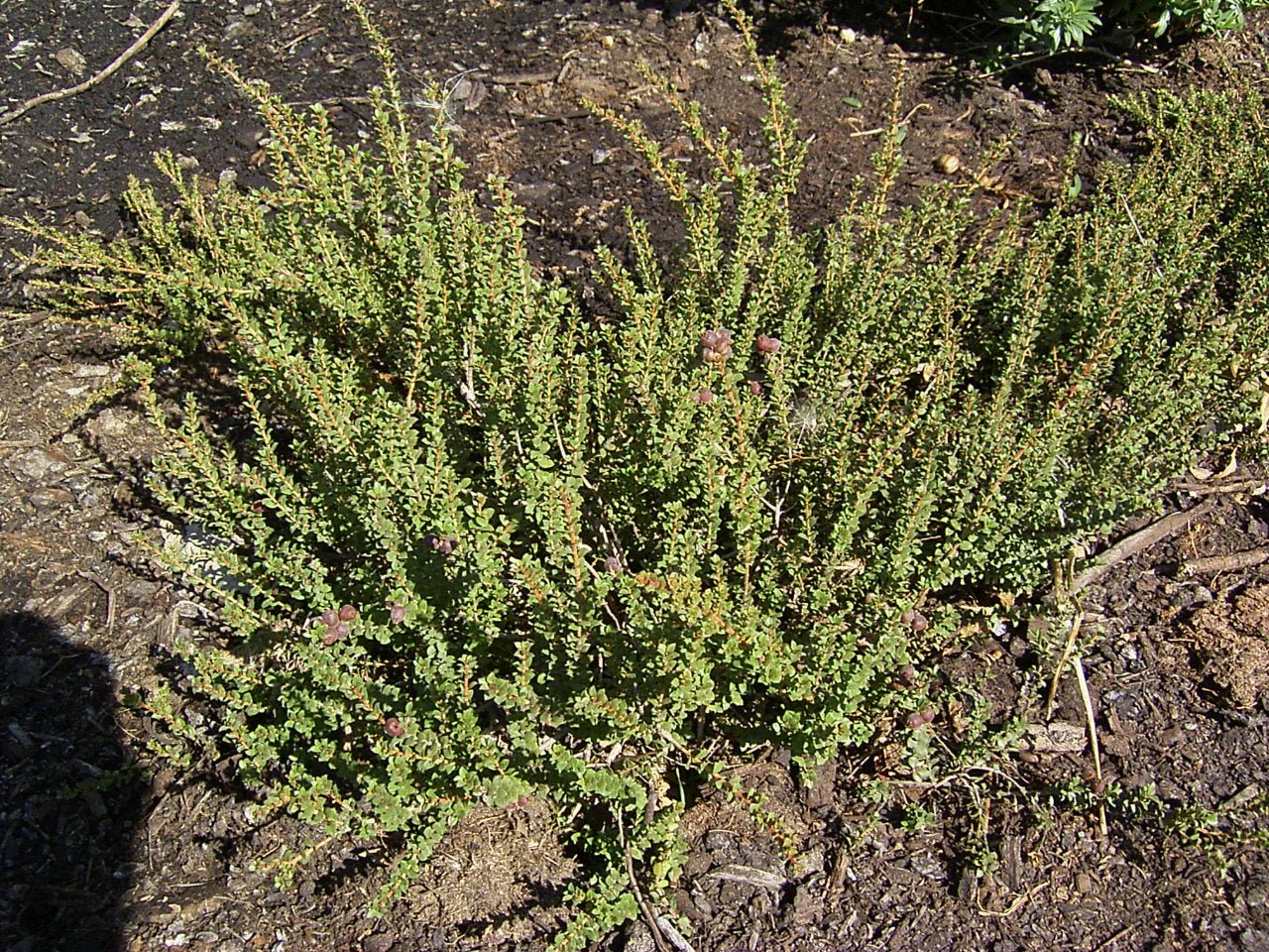 Muntrie Berry (Kunzea pomifera) - Ladybird Nursery