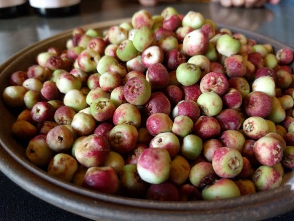 Muntrie Berry fruit plant