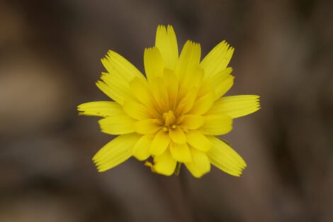 Murnong (Microseris lanceolata) - Ladybird Nursery