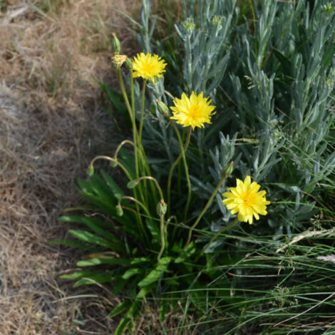 Murnong (Microseris lanceolata)