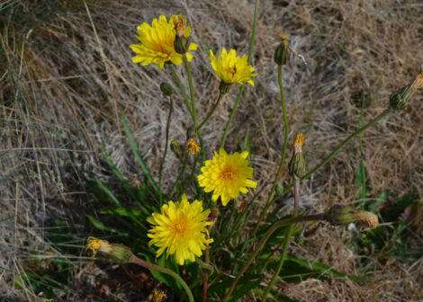 Murnong (Microseris lanceolata)