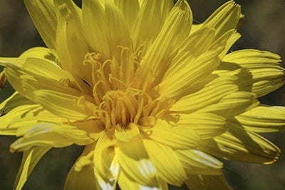 Murnong (Microseris lanceolata)