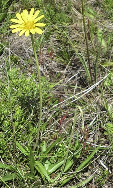 Murnong (Microseris lanceolata)