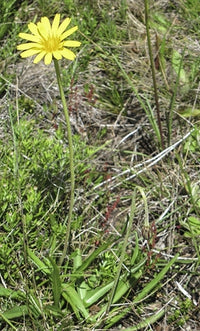 Murnong (Microseris lanceolata)