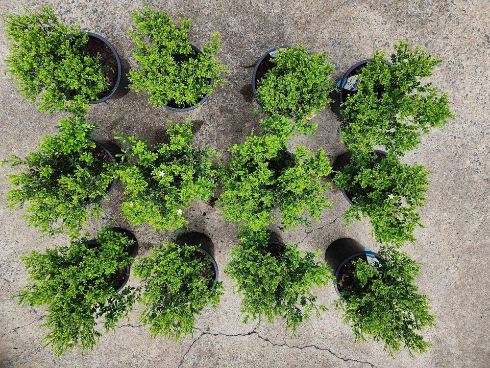 Murraya min a min 200mm pots