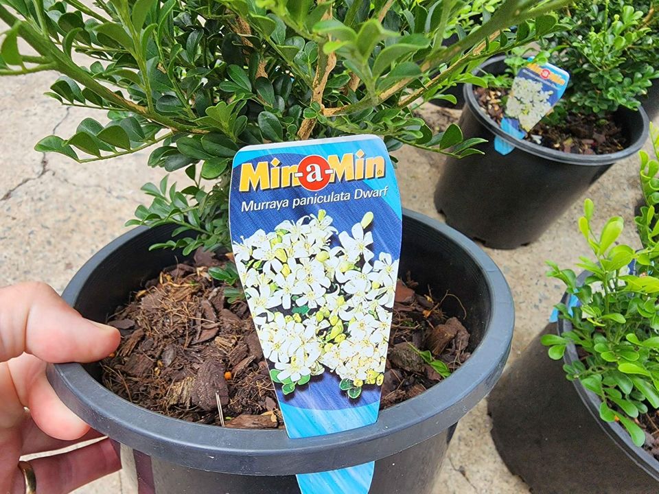 Murraya min a min 200mm pots - Ladybird Nursery