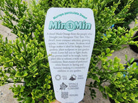 Murraya min a min 200mm pots - Ladybird Nursery