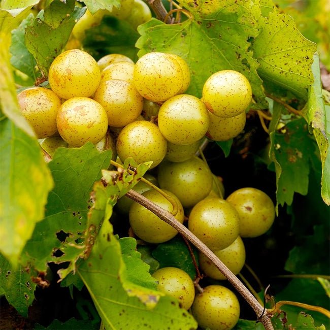 Muscadine Grape Achilles - Ladybird Nursery