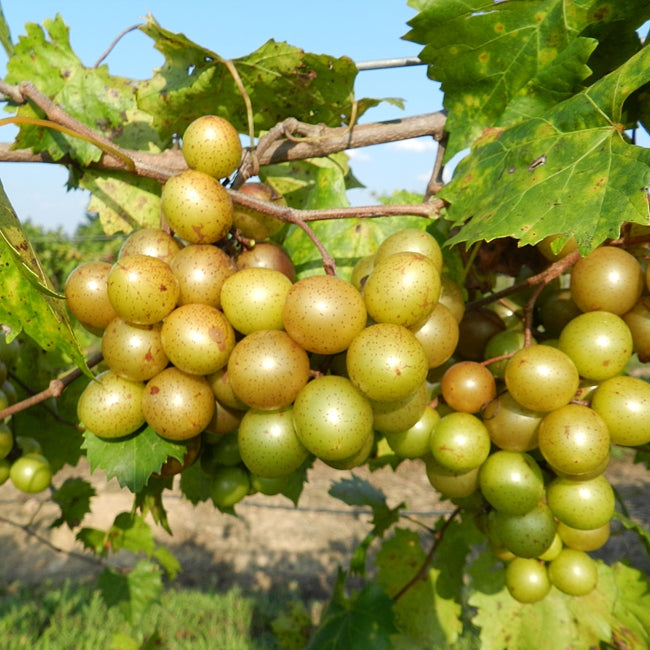 Muscadine Grape Achilles