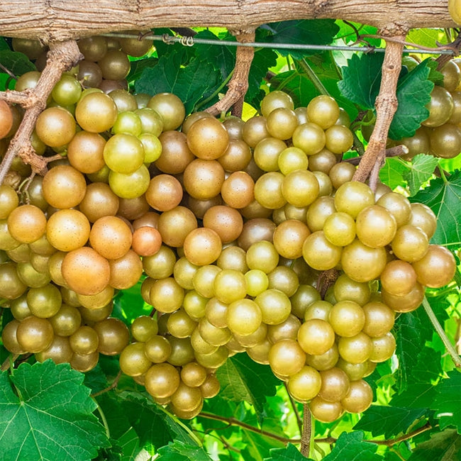 Muscadine Grape Achilles